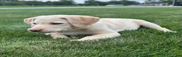Labrador Retriever dogs for sale: Honey - Ad 35