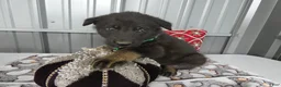 German Shepherd dogs for sale: German Shepherd 1 Starsky - Ad 2