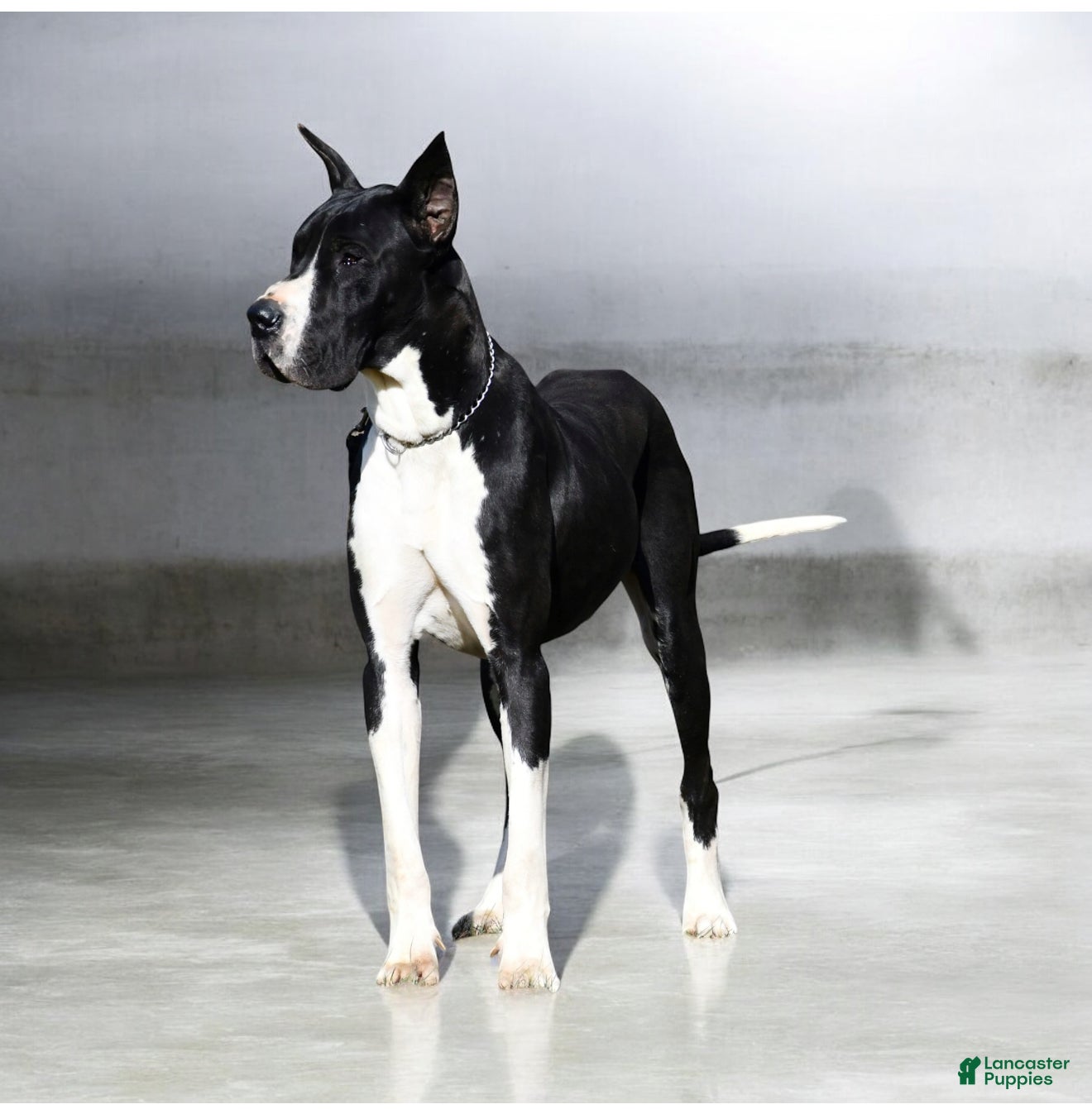 Great Dane dogs Cash - Ad 39