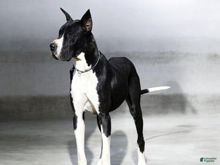 Great Dane dogs Cash - Ad 39