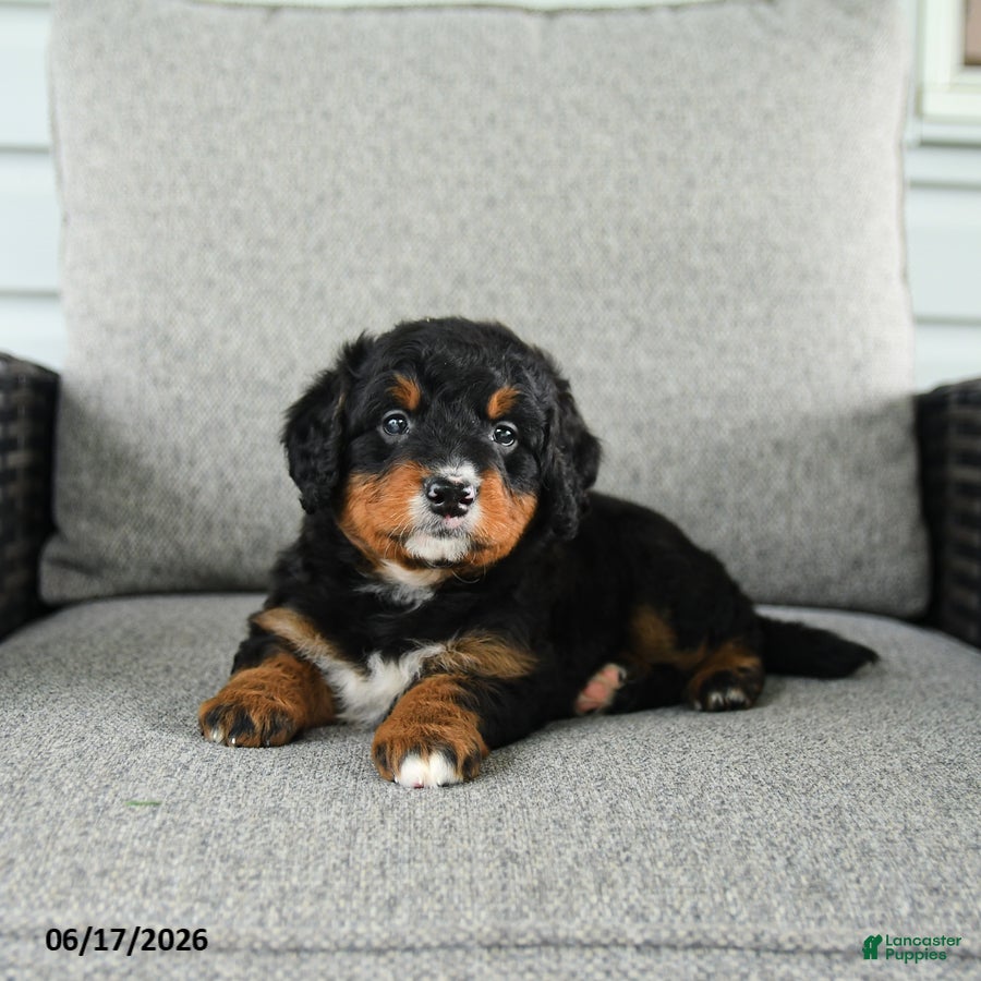 Bernedoodle dogs Sweet Pea - Ad 1