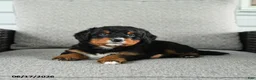Bernedoodle dogs for sale: Sweet Pea - Ad 1