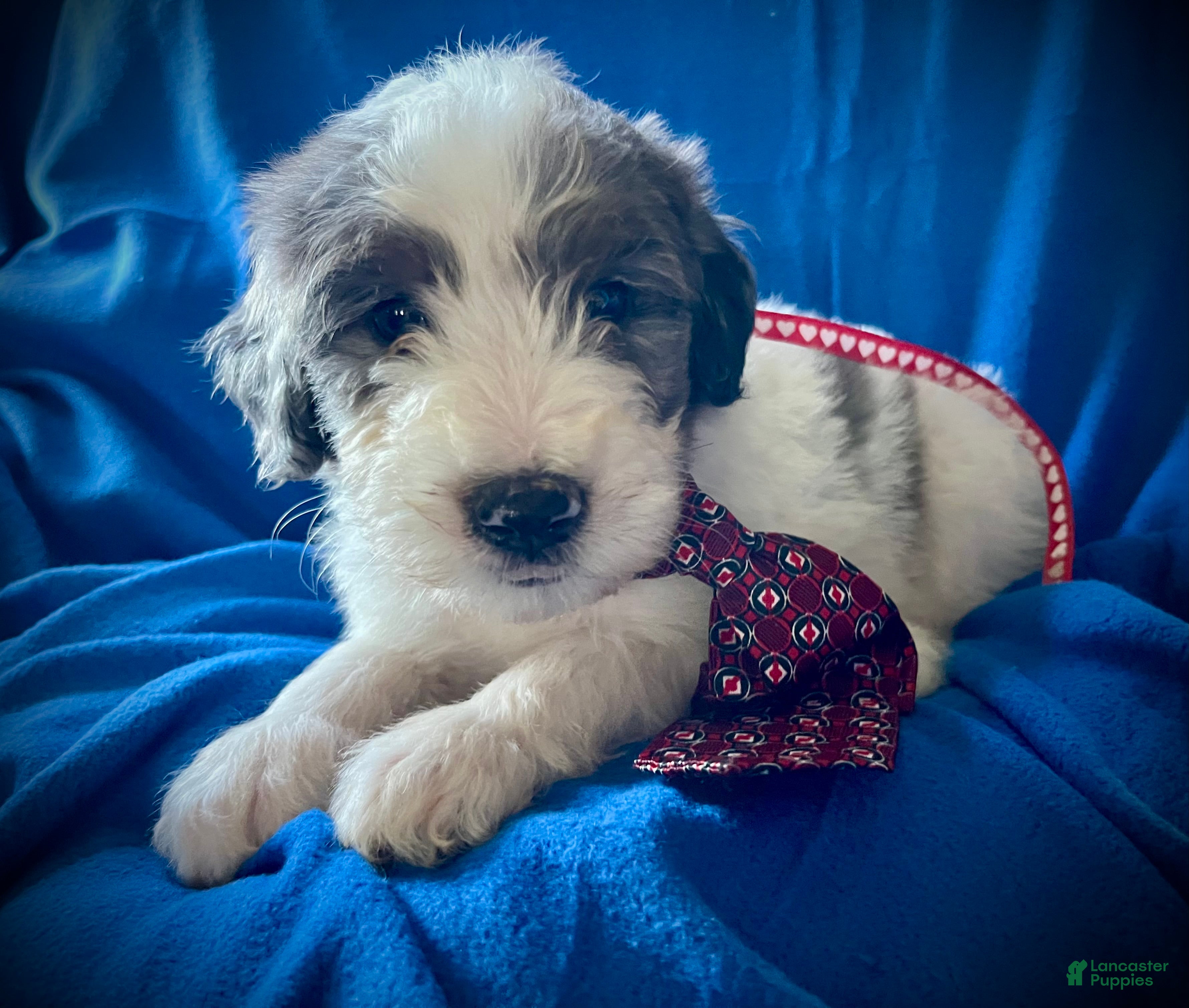 Sheepadoodle dogs Sheepadoodle Puppy 11 - Ad 10