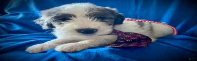 Sheepadoodle Puppy 11