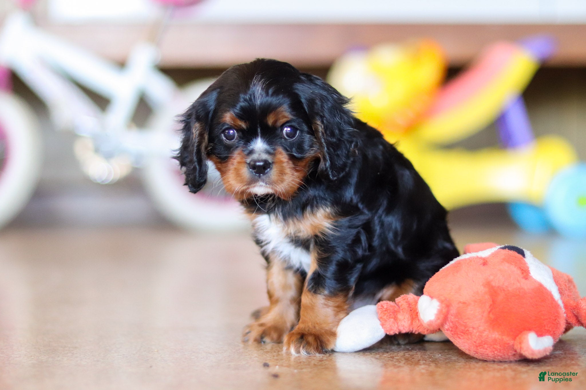 Cavalier King Charles Spaniel dogs for sale: Brock - Ad 4