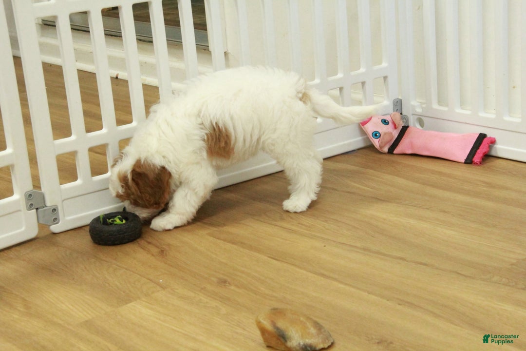 Cavapoo dogs for sale: Maggie - Ad 4