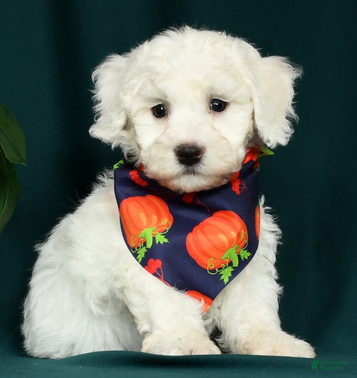 Bichon Frise dogs Valentine - Ad 36