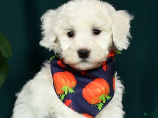 Bichon Frise dogs - Ad 39