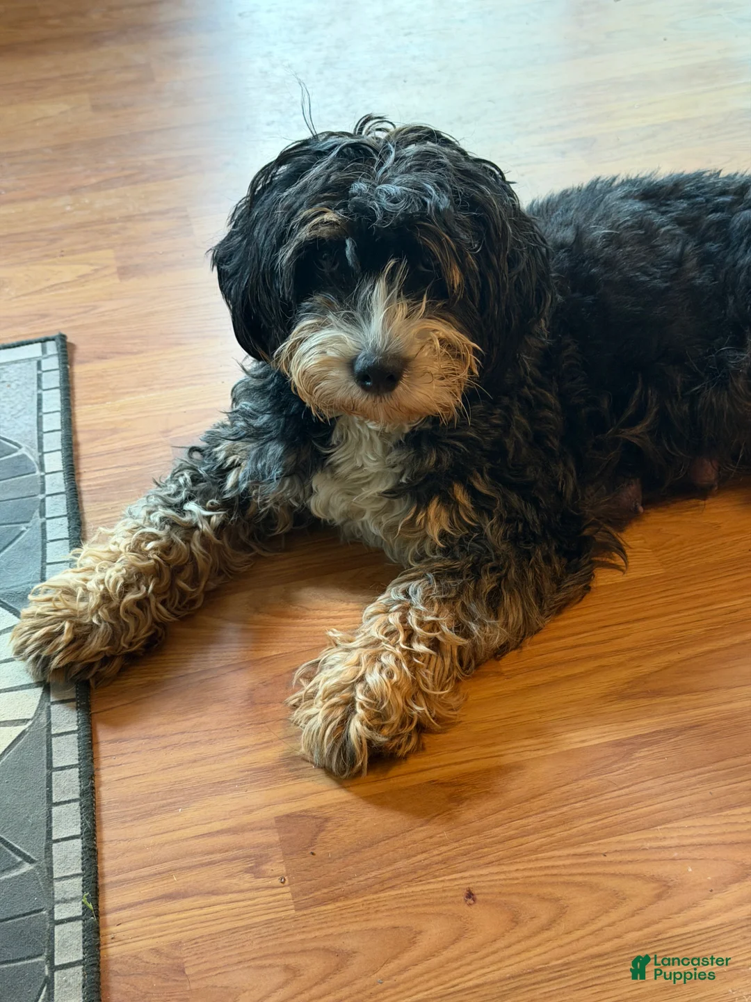 Mixed Breed dogs for sale: Lexus - Ad 2