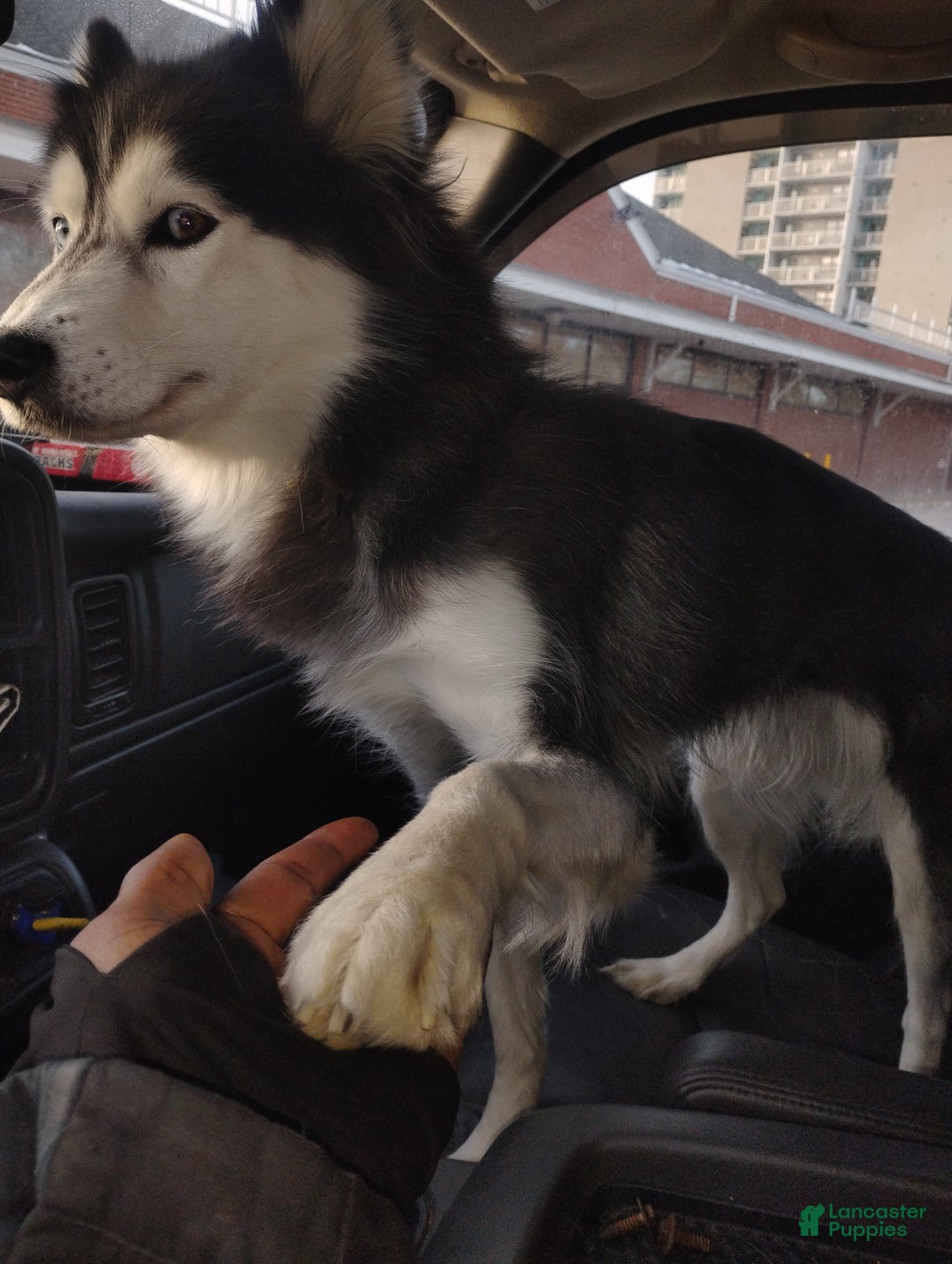 Alaskan Husky dogs for sale: Alaskan Husky Puppy 1 - Ad 6