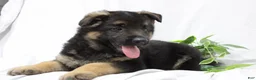 German Shepherd dogs for sale: Ellie  - Ad 7