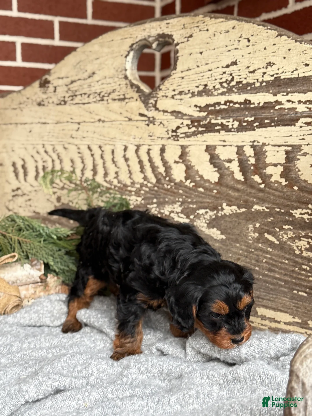 Mixed Breed dogs for sale: Marsh - Ad 4