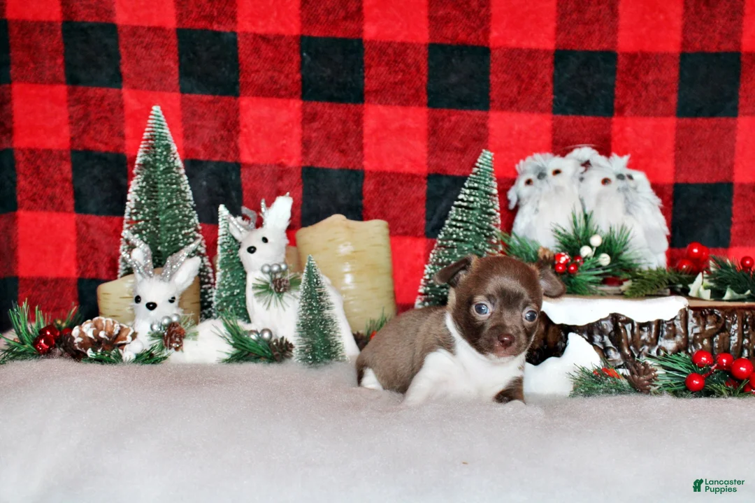 Chihuahua dogs for sale: Zebediah - Ad 6