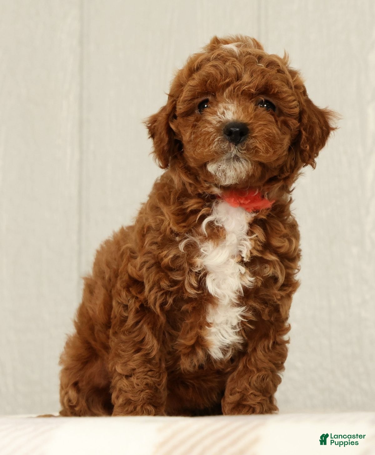 Cavapoo dogs Lexie - Ad 1