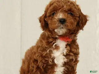 Cavapoo dogs for sale: Lexie - Ad 4