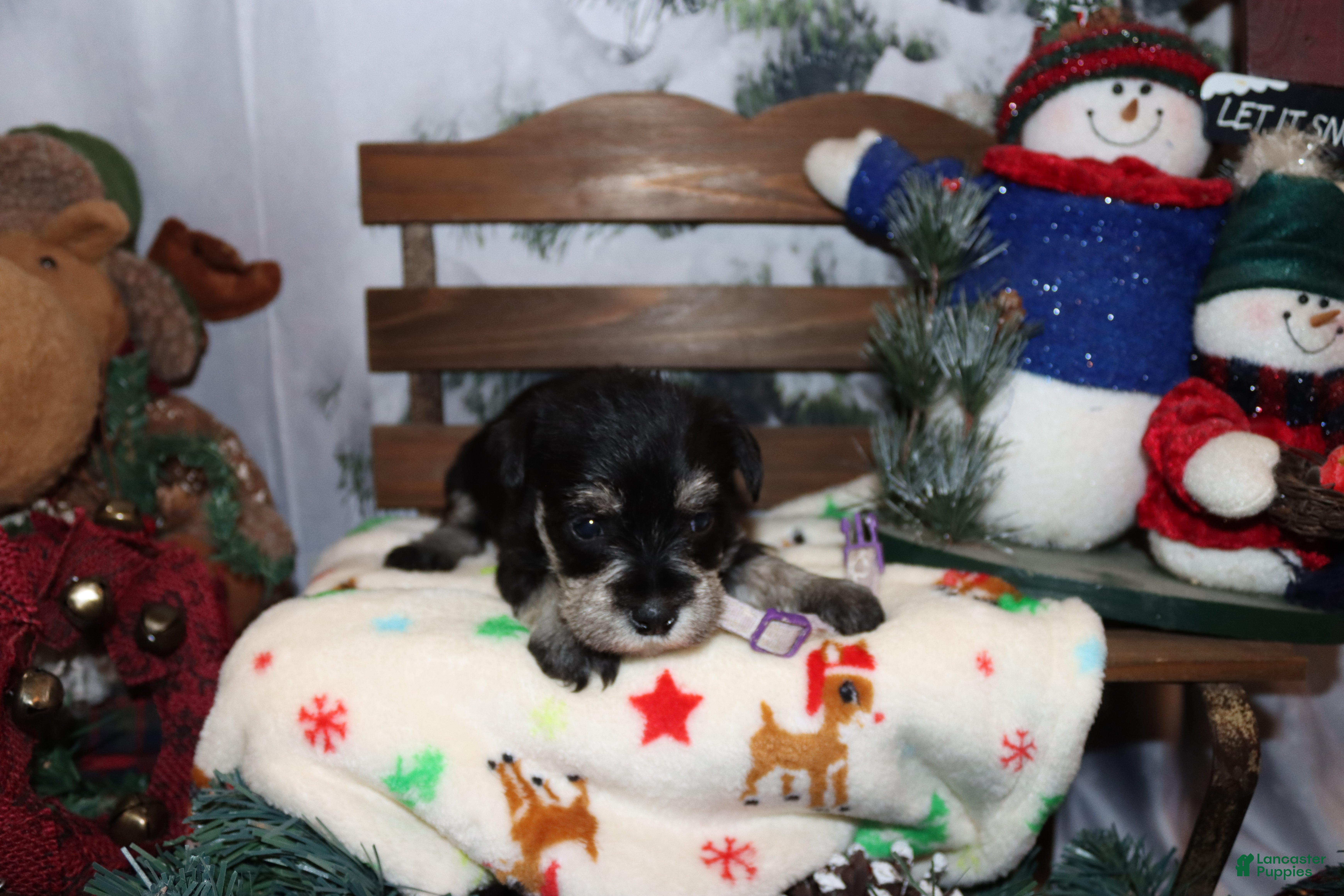 Miniature Schnauzer dogs summer - Ad 32