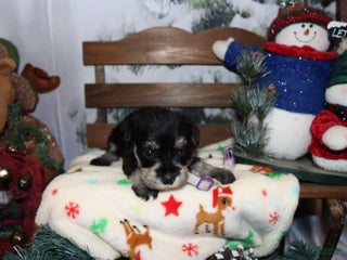 Miniature Schnauzer dogs summer - Ad 32