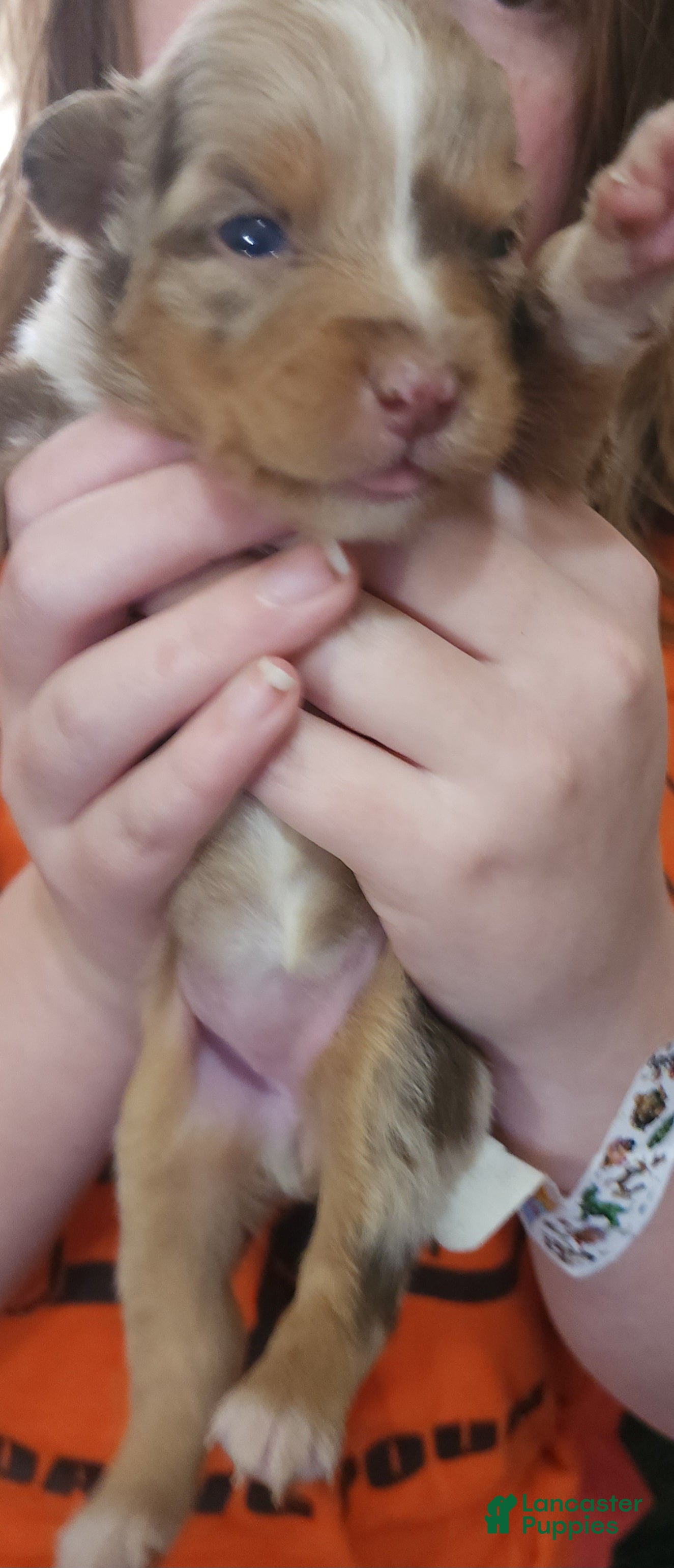 Australian Shepherd dogs Australian Shepherd Red Merle Female 1 - Ad 2