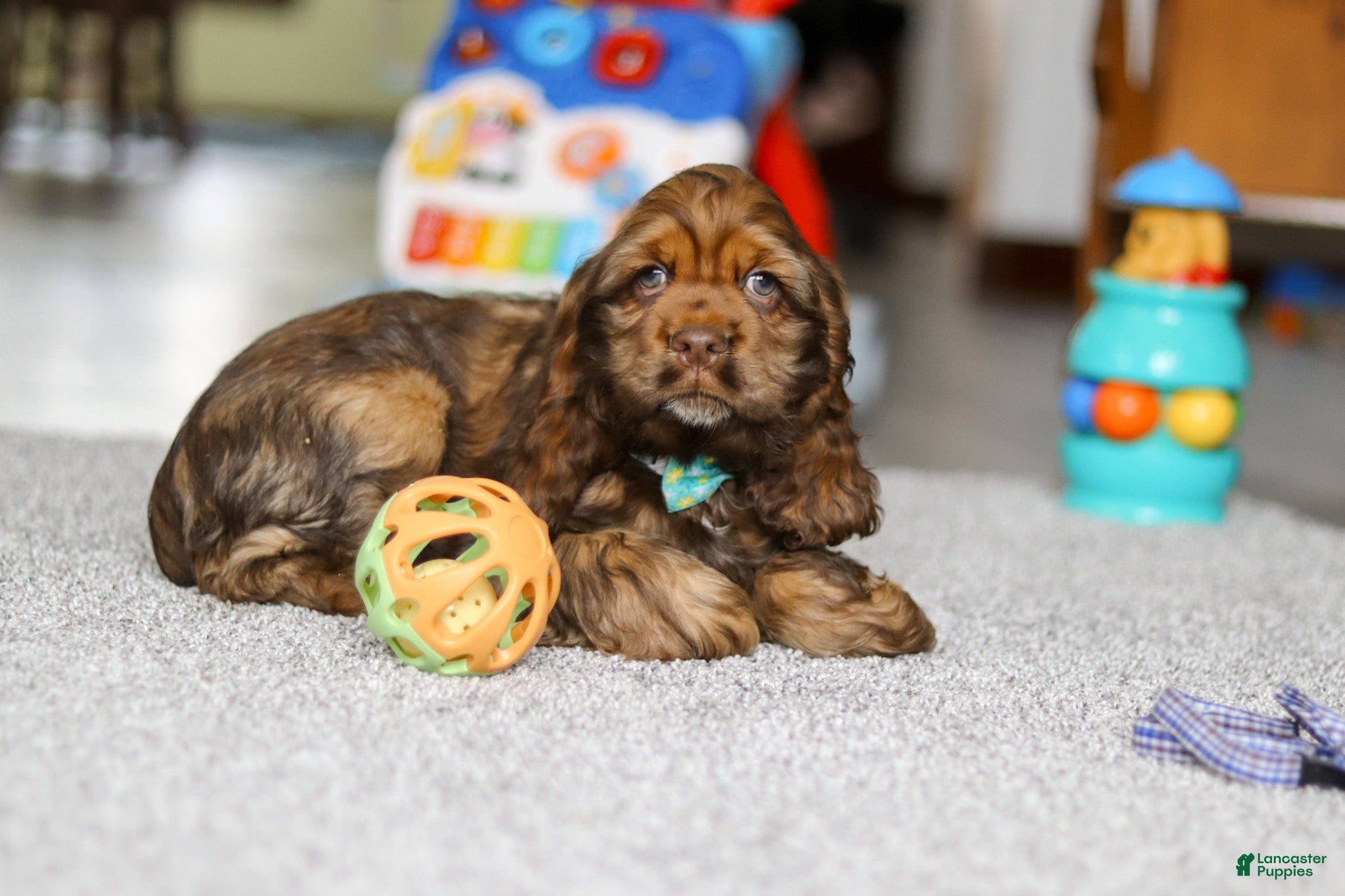Cocker Spaniel dogs Wyatt - Ad 6