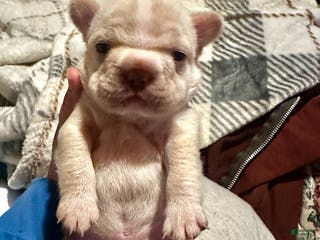 French Bulldog dogs French Bulldog Puppy 2 - Ad 10