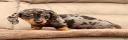 Miniature Dachshund dogs for sale: Indigo - Ad 4