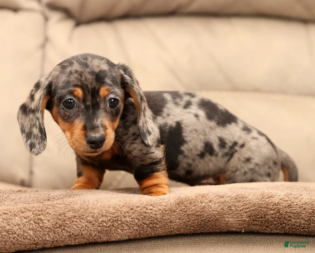 Miniature Dachshund dogs for sale: Indigo - Ad 4