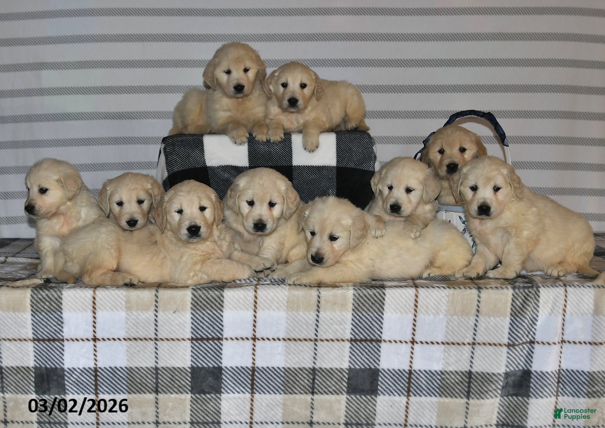 Golden Retriever dogs Beamer - Ad 2