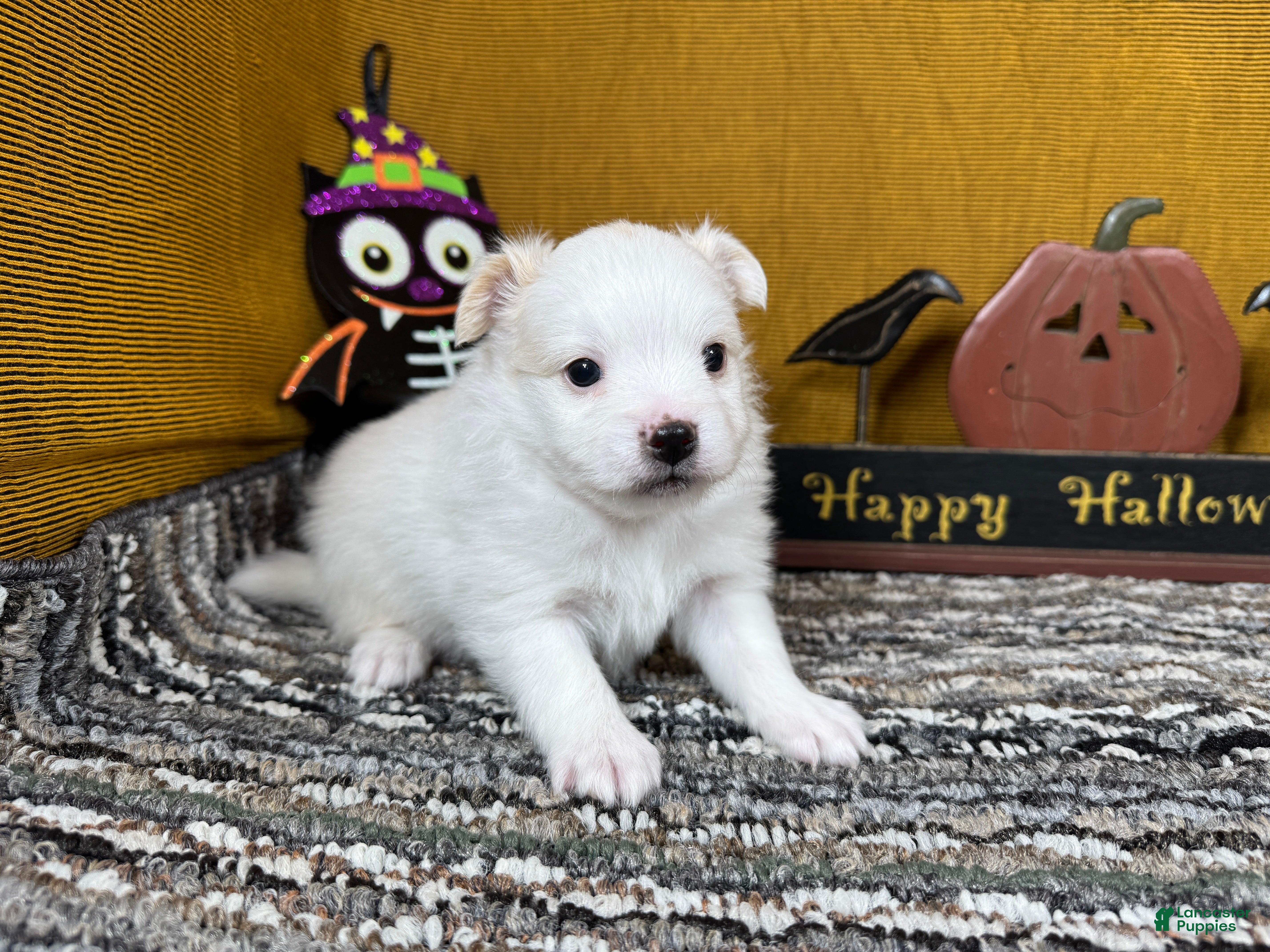 Pomeranian dogs for sale: Pomeranian 1 - Ad 42