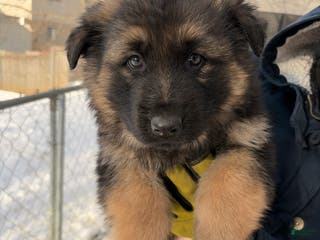 German Shepherd dogs German Shepherd Puppy 2 - Ad 35