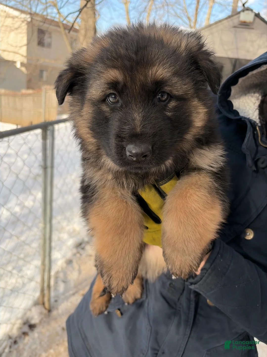 German Shepherd dogs for sale: German Shepherd Puppy 2 - Ad 1