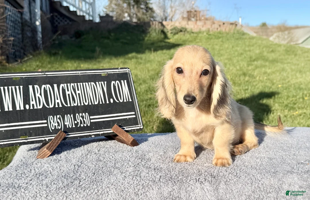 Miniature Dachshund dogs for sale: Miniature Dachshund Puppy 2 - Ad 1