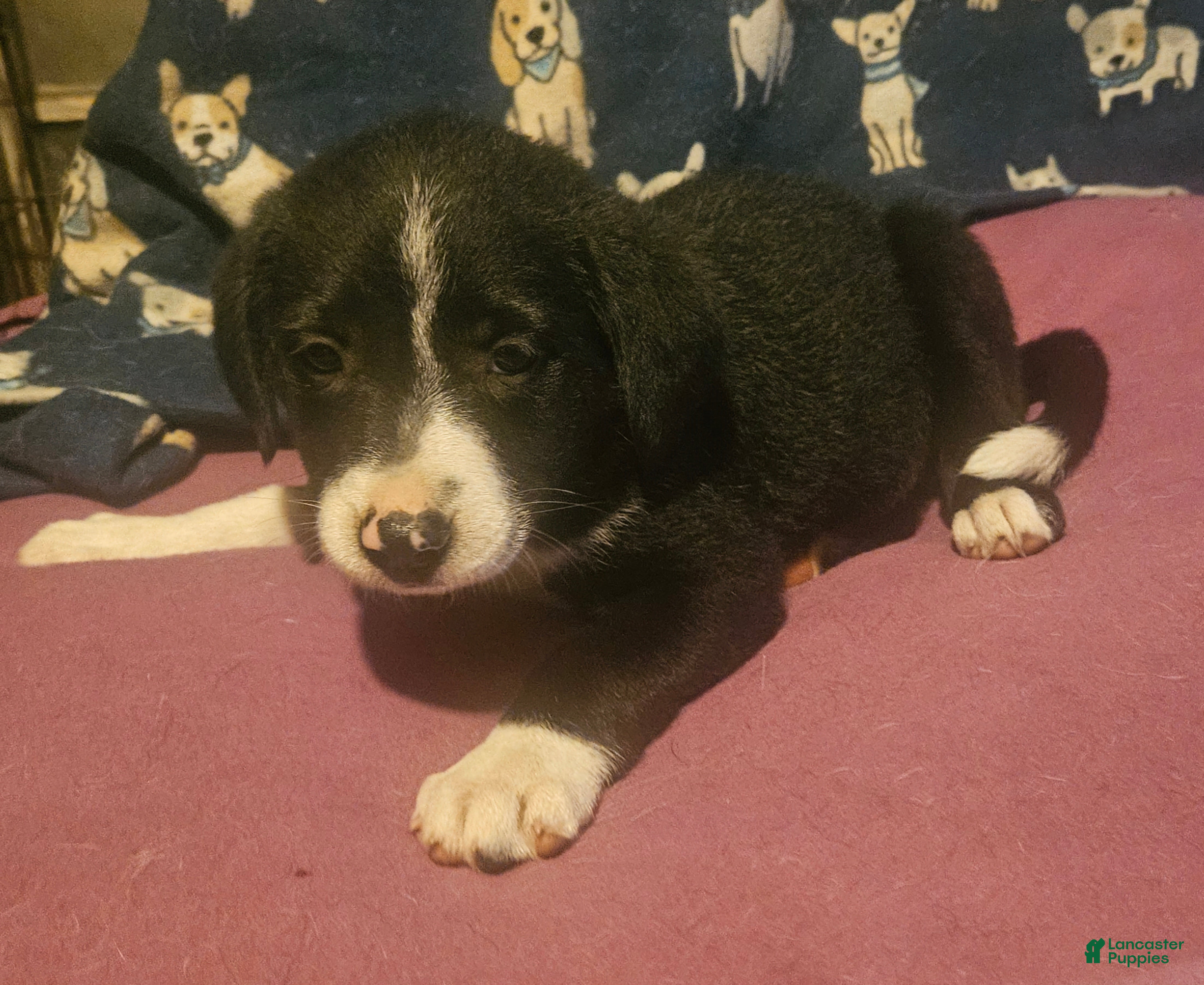 Border Collie dogs GiGi (Call-Text) - Ad 25