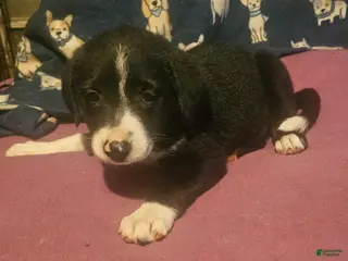 Border Collie dogs GiGi (Call-Text) - Ad 25