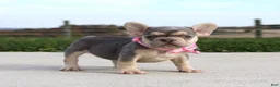 French Bulldog dogs for sale: Pumpkin - Ad 6