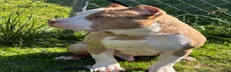 American Bully dogs for sale: American Bully 1 - Ad 3