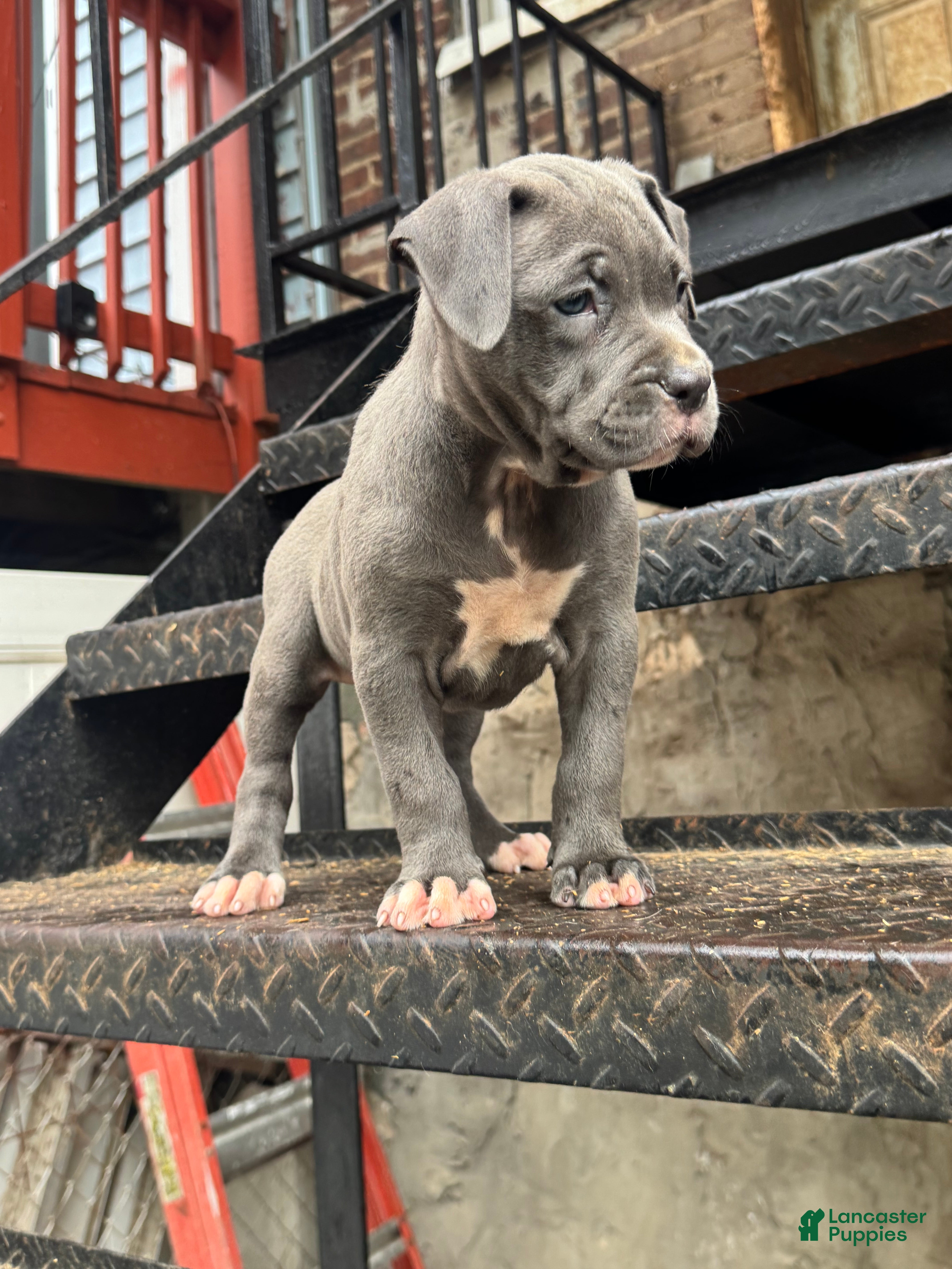 American Bully dogs Venus - Ad 2