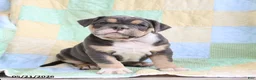 Olde English Bulldogge dogs for sale: Tanner - Ad 1