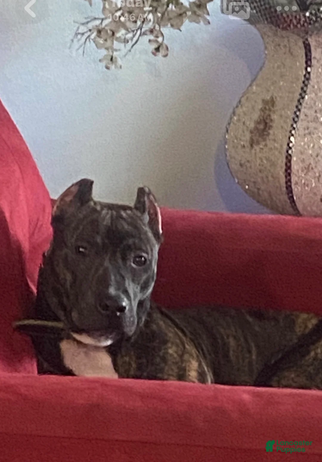 American Bully dogs for sale: American Bully Puppy 1 - Ad 2