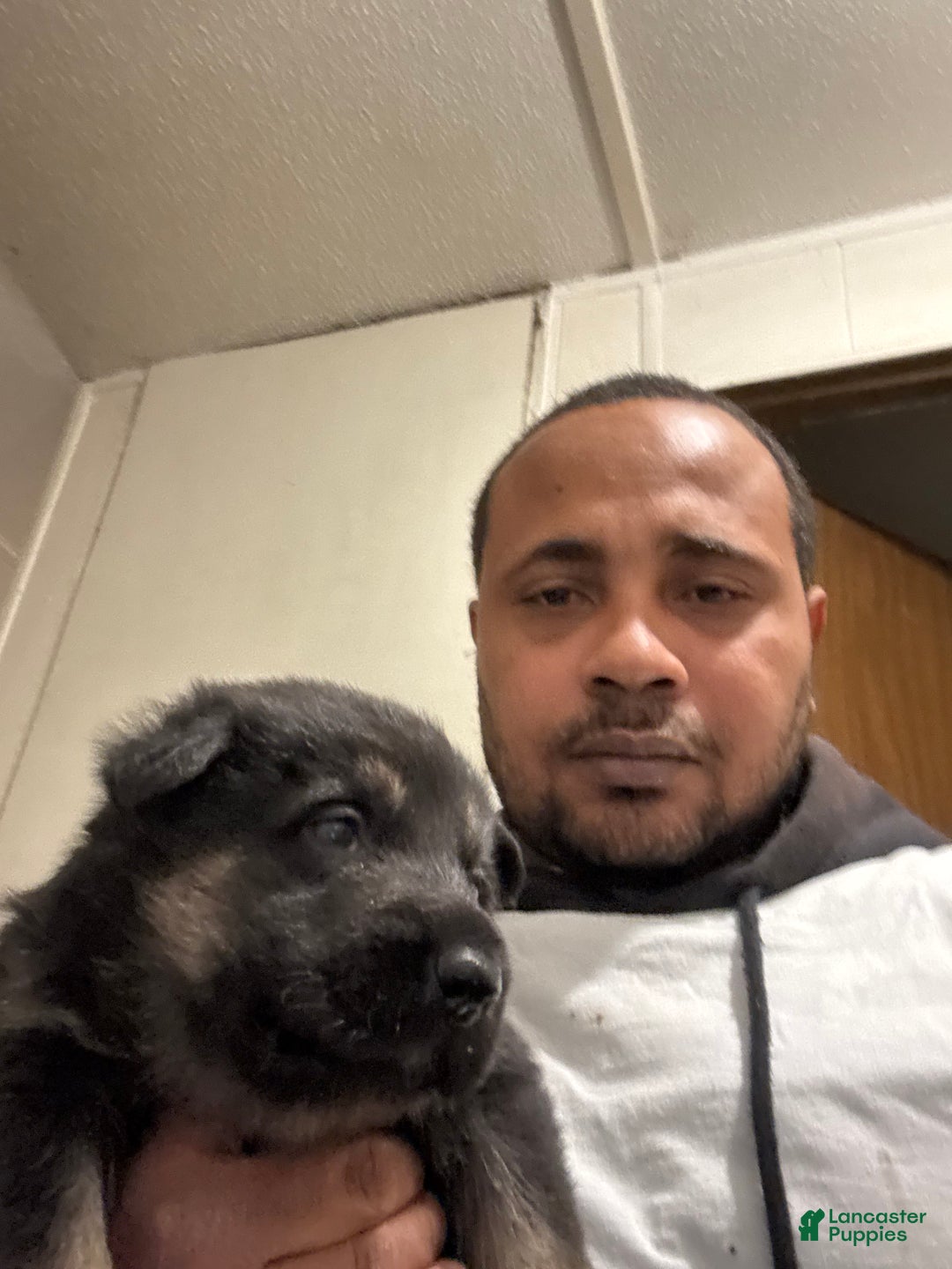 German Shepherd dogs for sale: German Shepherd Puppy 4 - Ad 1