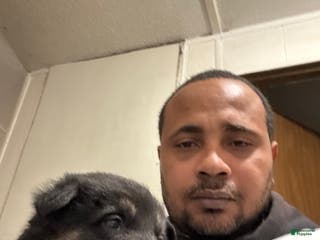 German Shepherd dogs German Shepherd Puppy 5 - Ad 21