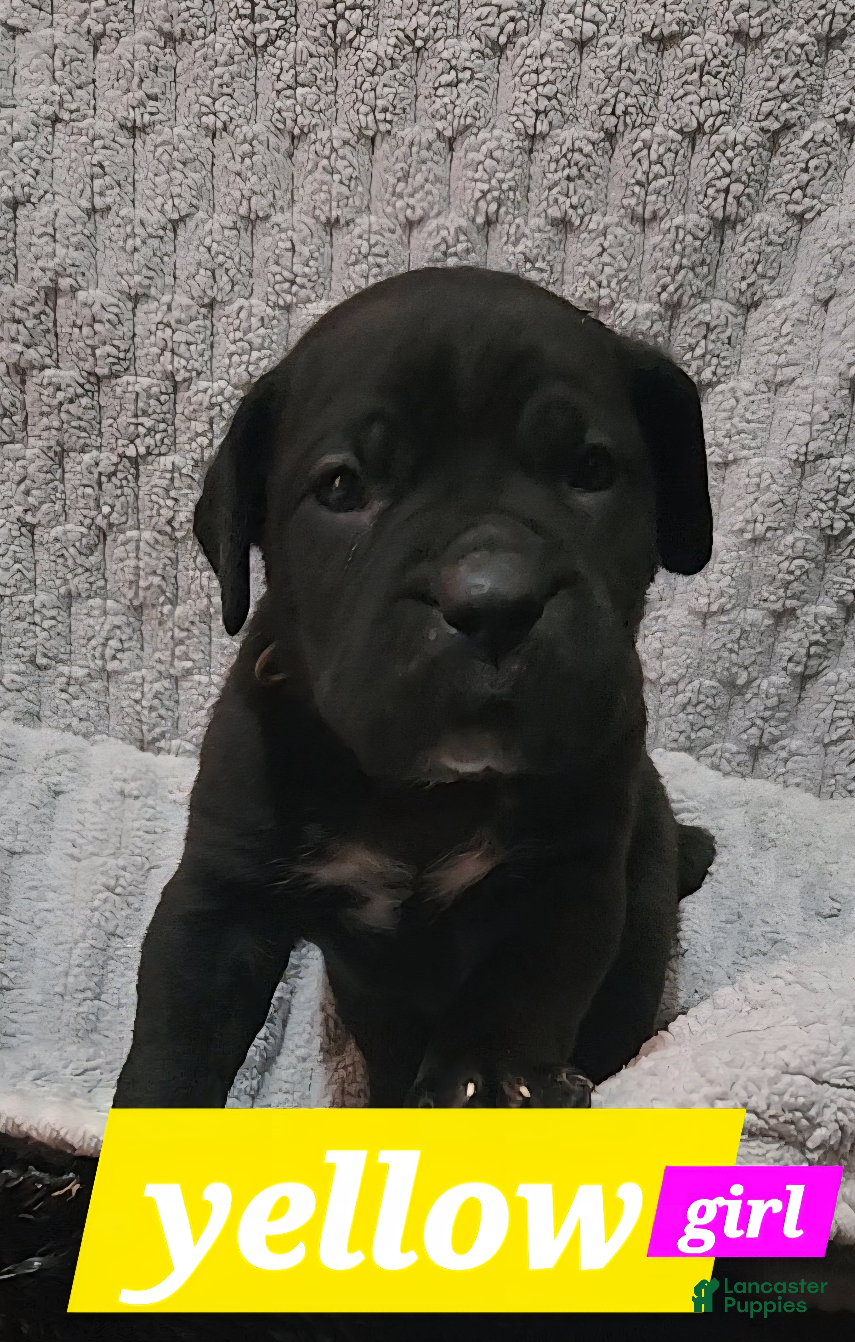 Cane Corso dogs Cane Corso Puppy 8 Frenchi - Ad 2