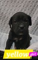 Cane Corso Puppy 8 Frenchi