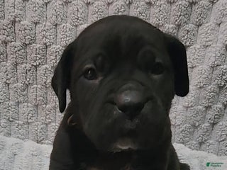 Cane Corso dogs Cane Corso Puppy 8 Frenchi - Ad 2