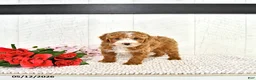 Miniature Poodle dogs for sale: Randall - Ad 8