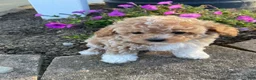 Cavapoo dogs for sale: Tonya - Ad 6