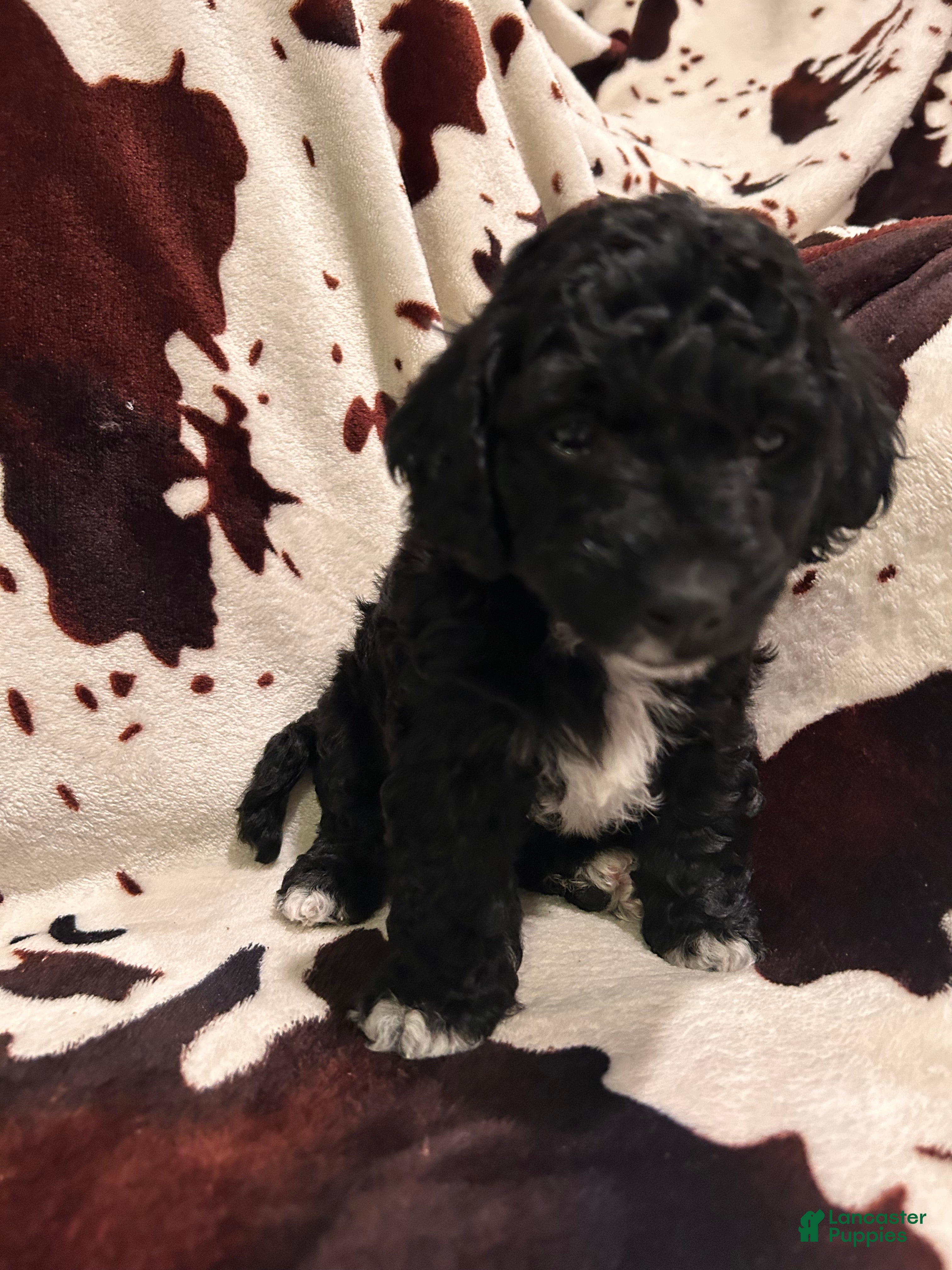 Labradoodle dogs Daisy - Ad 1