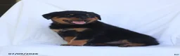 Rottweiler dogs for sale: Kinza - Ad 5