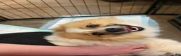 Pomeranian dogs for sale: Pomeranian 2 - Ad 6