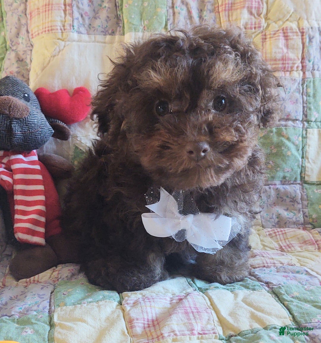 Maltipoo dogs for sale: Chocolate Joedirt  - Ad 5