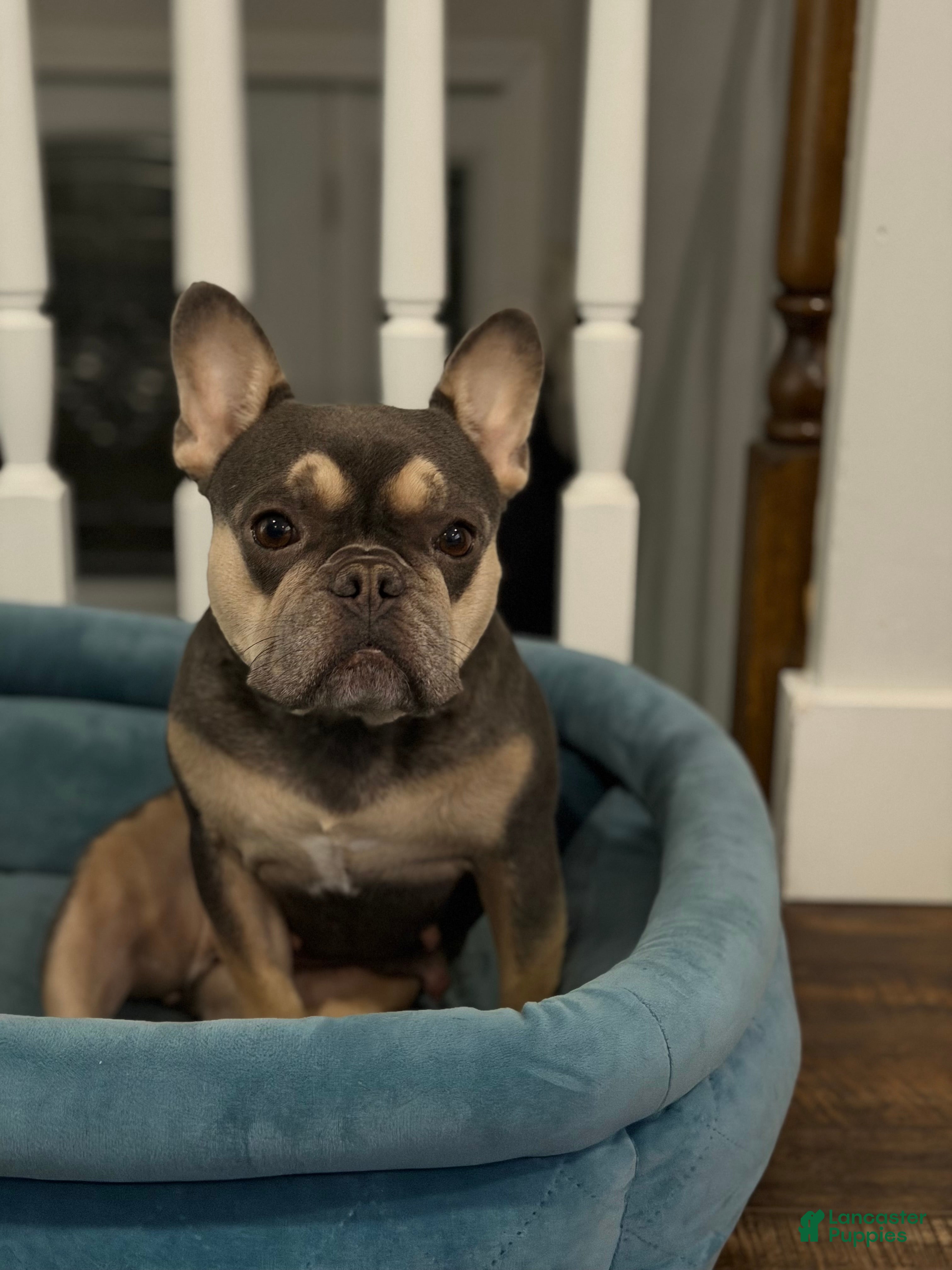 French Bulldog dogs Charlie - Ad 5